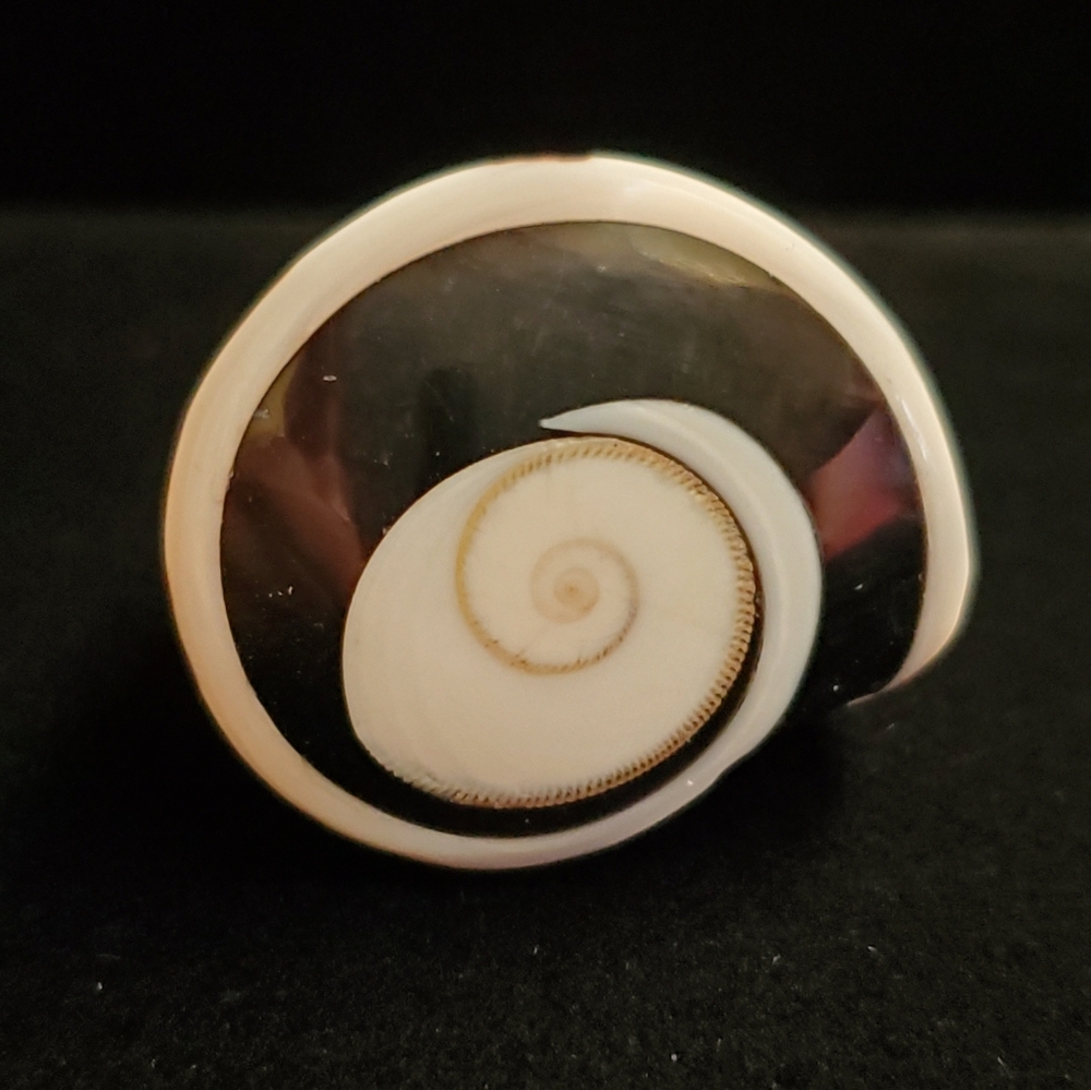 Shell ring